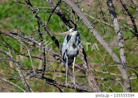 木の枝に止まるアオサギ 135555594