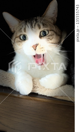 椅子でくつろぐ5歳のサバトラ猫が口を開けている 135555743