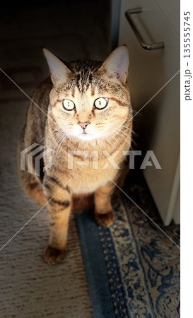 【保護猫】リビングでこちらを見つめる5歳のキジトラ猫 【保護猫】リビングでこちらを見つめる5歳のキジトラ猫 135555745