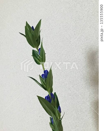 室内で撮影した青いりんどうの花　縦構図　壁背景 135555900
