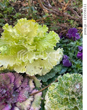 冬の花壇に植えられた葉牡丹の寄せ植え 冬の花壇に植えられた葉牡丹の寄せ植え 135556111