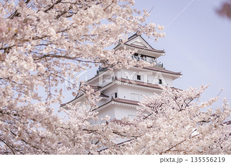 桜に囲まれた天守閣 桜に囲まれた天守閣 135556219