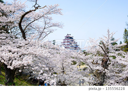 桜に包まれた春の鶴ヶ城 135556228