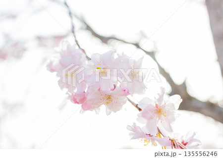 桜 桜 135556246