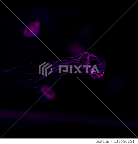 ライトアップされたクラゲ ライトアップされたクラゲ 135556251