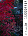 真っ赤な紅葉 135556313