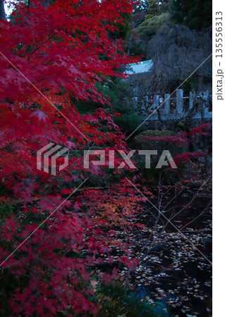 真っ赤な紅葉 135556313