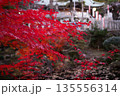 真っ赤な紅葉 135556314