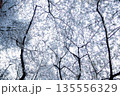 桜の下 135556329
