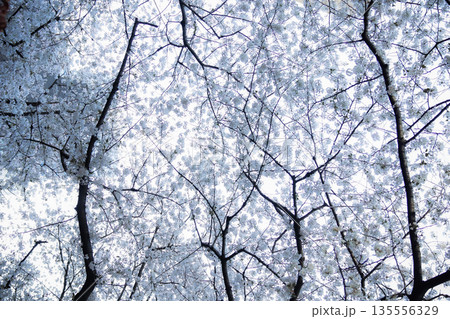 桜の下 135556329