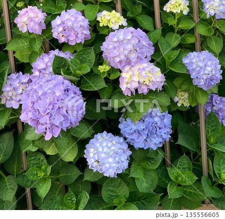 初夏に咲く紫陽花の花と緑の葉の風景 135556605