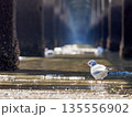 ユリカモメ　橋の下 135556902