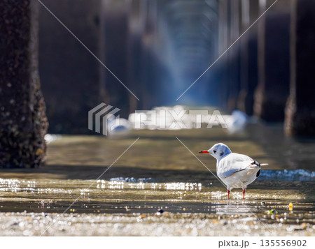 ユリカモメ 橋の下 ユリカモメ 橋の下 135556902