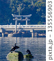 カワウ　竹島　神社の鳥居 135556903