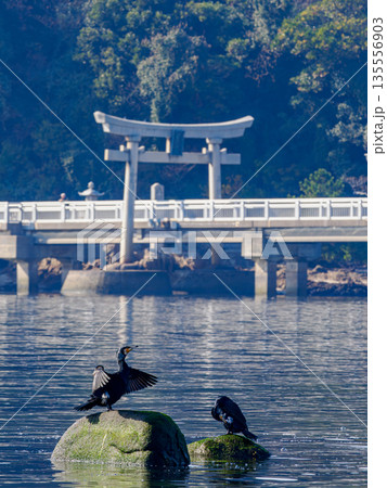 カワウ 竹島 神社の鳥居 カワウ 竹島 神社の鳥居 135556903