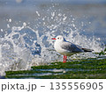 ユリカモメ　波打ち際 135556905