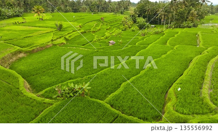 Lush green rice paddies forming intricate terraced patterns, showcasing agricultural beauty and the vibrant Balinese landscape with palm trees under a bright sky, seen from an aerial perspective 135556992