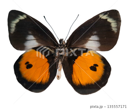 This orange butterfly Delias albertisi is shown isolated on a white background. The wings are open, revealing colors and patterns that highlight its unique features and shape. This orange butterfly Delias albertisi is shown isolated on a white background. The wings are open, revealing colors and patterns that highlight its unique features and shape. 135557171