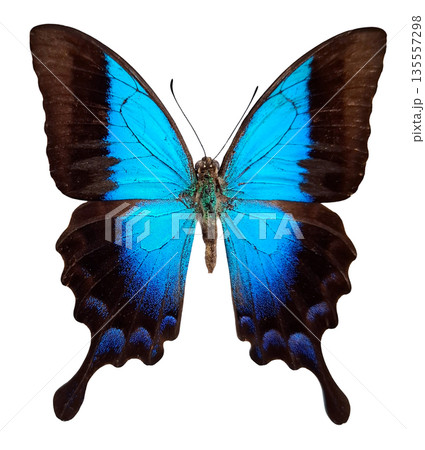 Its wings fully open, revealing bright blue colors and dark edges. It is isolated against a plain background, allowing full focus on its features. 135557298
