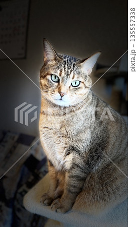 保護猫】キャットタワーでくつろぐ5歳のキジトラ猫 135557338