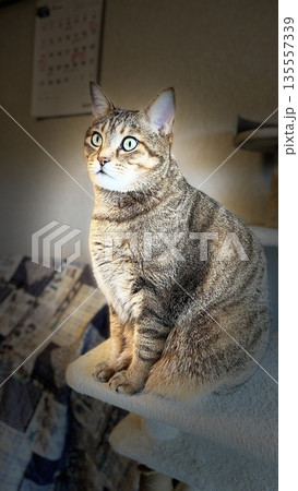 【保護猫】キャットタワーでくつろぐ5歳のキジトラ猫 【保護猫】キャットタワーでくつろぐ5歳のキジトラ猫 135557339