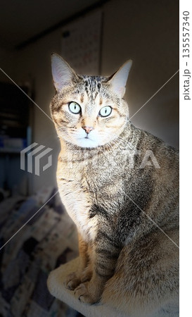 【保護猫】キャットタワーでくつろぐ5歳のキジトラ猫 135557340