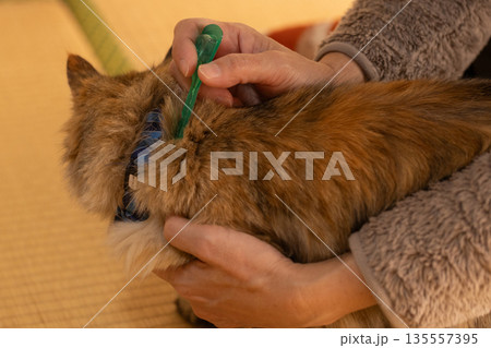 さび猫の首にノミ薬を付けている 畳の部屋でペットの猫にノミの薬を付けている人の手元 さび猫の首にノミ薬を付けている 畳の部屋でペットの猫にノミの薬を付けている人の手元 135557395