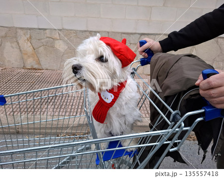 A white dog sits in a shopping cart at a supermarket. The dog wears a red beret and a scarf. A person pushes the cart down the street on a sunny day. A white dog sits in a shopping cart at a supermarket. The dog wears a red beret and a scarf. A person pushes the cart down the street on a sunny day. 135557418