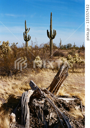 Landscape Sonoran Desert Arizona Landscape Sonoran Desert Arizona 135557432