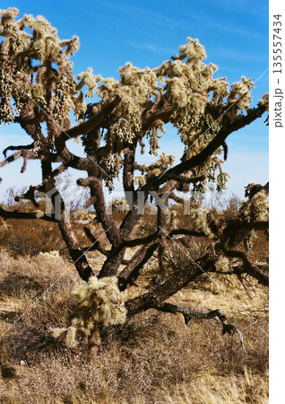 Cholla cactus, Sonora Desert, Mid Winter Cholla cactus, Sonora Desert, Mid Winter 135557434