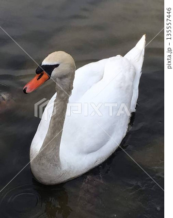 公園の池の静かな水面にいる白鳥のアップ 公園の池の静かな水面にいる白鳥のアップ 135557446