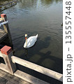 公園の池の静かな水面にいる白鳥 135557448