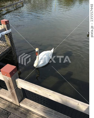 公園の池の静かな水面にいる白鳥 公園の池の静かな水面にいる白鳥 135557448