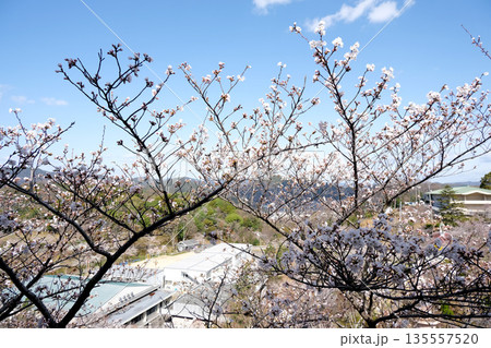 広島県尾道市_千光寺公園16_2025年3月 広島県尾道市_千光寺公園16_2025年3月 135557520