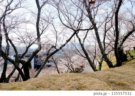 広島県尾道市_千光寺公園27_2025年3月 広島県尾道市_千光寺公園27_2025年3月 135557532