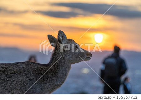 【秋】奈良公園　若草山の鹿【夕景】 135557712