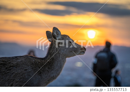 【秋】奈良公園　若草山の鹿【夕景】 135557713