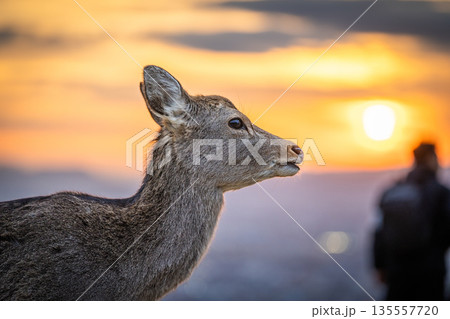 【秋】奈良公園 若草山の鹿【夕景】 【秋】奈良公園 若草山の鹿【夕景】 135557720