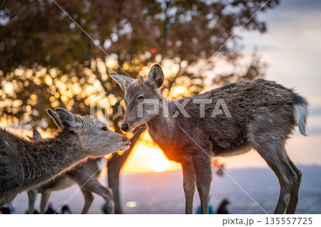 【秋】奈良公園　若草山の鹿【夕景】 135557725