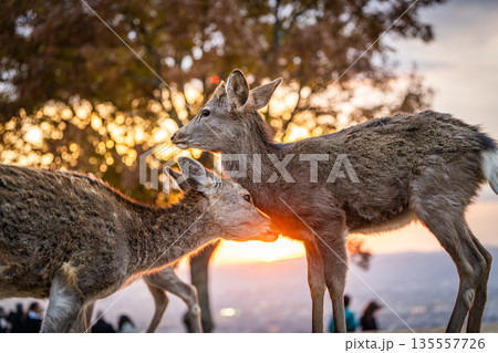 【秋】奈良公園　若草山の鹿【夕景】 135557726