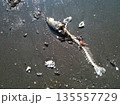浜辺に打ち上げられた魚の骨と貝殻 135557729