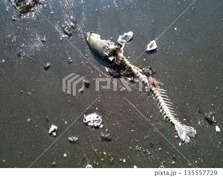浜辺に打ち上げられた魚の骨と貝殻 135557729
