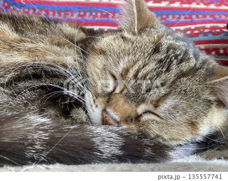 寝ているネコ　 135557741