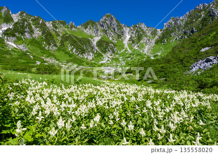 中央アルプス・千畳敷カールに咲き誇るコバイケイソウと宝剣岳 135558020