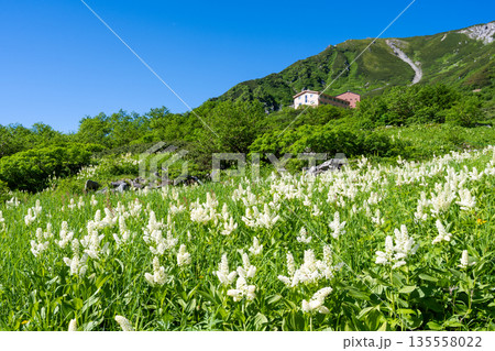 中央アルプス・千畳敷カールに咲き誇るコバイケイソウと宝剣岳 中央アルプス・千畳敷カールに咲き誇るコバイケイソウと宝剣岳 135558022