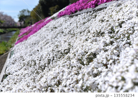 芝桜 135558234