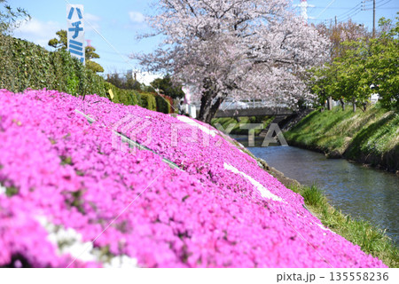 桜と芝桜 135558236
