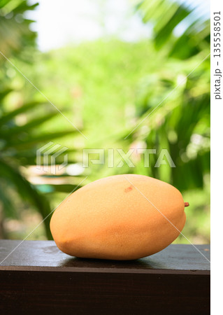 Fresh Mango with Tropical Leaves Background for Healthy Lifestyle Concept Fresh Mango with Tropical Leaves Background for Healthy Lifestyle Concept 135558501