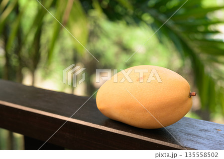 Fresh Mango with Tropical Leaves Background for Healthy Lifestyle Concept Fresh Mango with Tropical Leaves Background for Healthy Lifestyle Concept 135558502