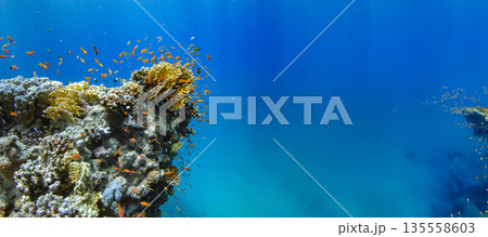 Underwater Tropical Corals Reef with Colorful Sea Fish . Marine Life Sea World . Tropical Colourfull Underwater Seascape Underwater Tropical Corals Reef with Colorful Sea Fish . Marine Life Sea World . Tropical Colourfull Underwater Seascape 135558603